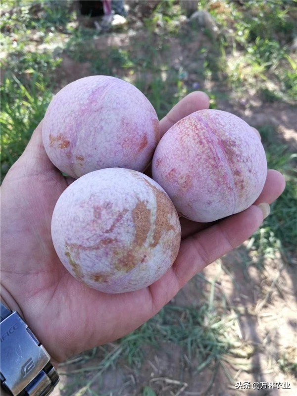 李子苗新品种恐龙蛋,恐龙蛋李子树苗适合湘南种植吗