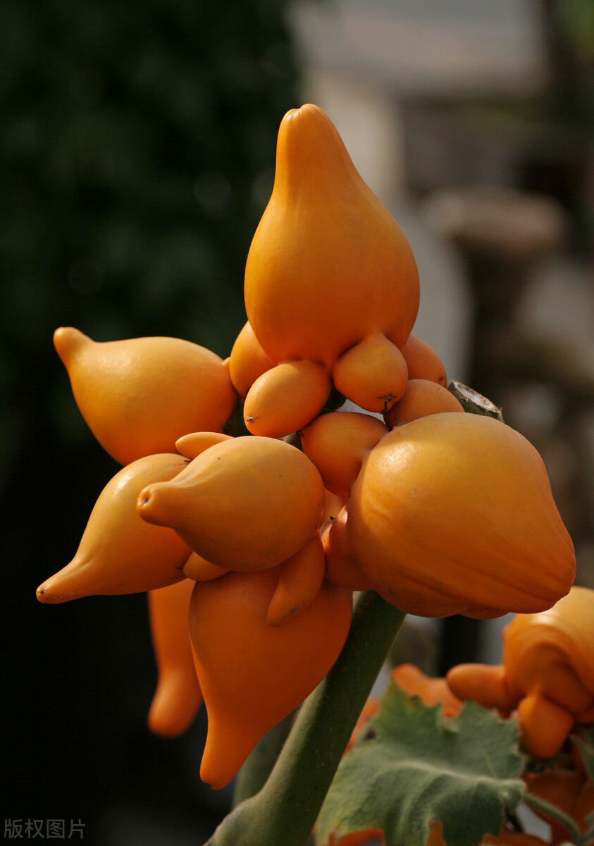 盆栽观果植物有哪些,观果植物具备哪些特征