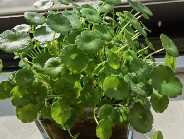 最爱喝水的4种花浇得勤长得快,5天浇一次水又好看的花