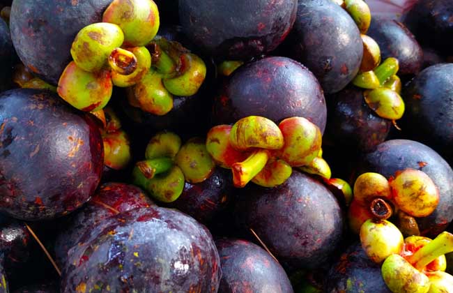 山竹被称为“水果皇后”,养生专家却提醒:以下几种人群不要吃!