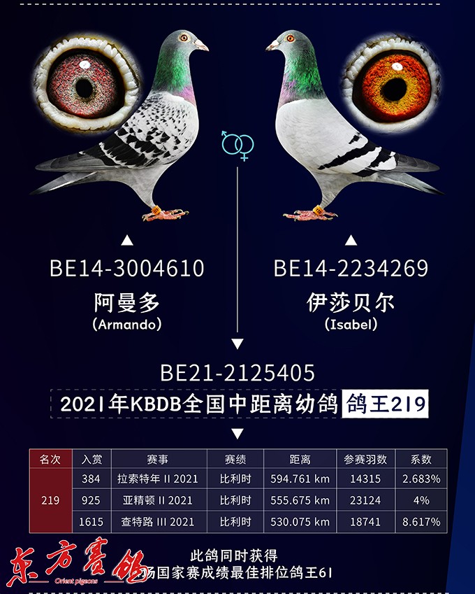 开尔欧洲鸽舍,开尔春棚鸽王前十名