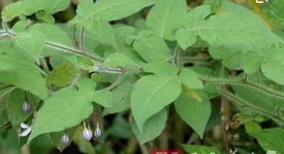 整合——28种青草药,赶快收藏备用!