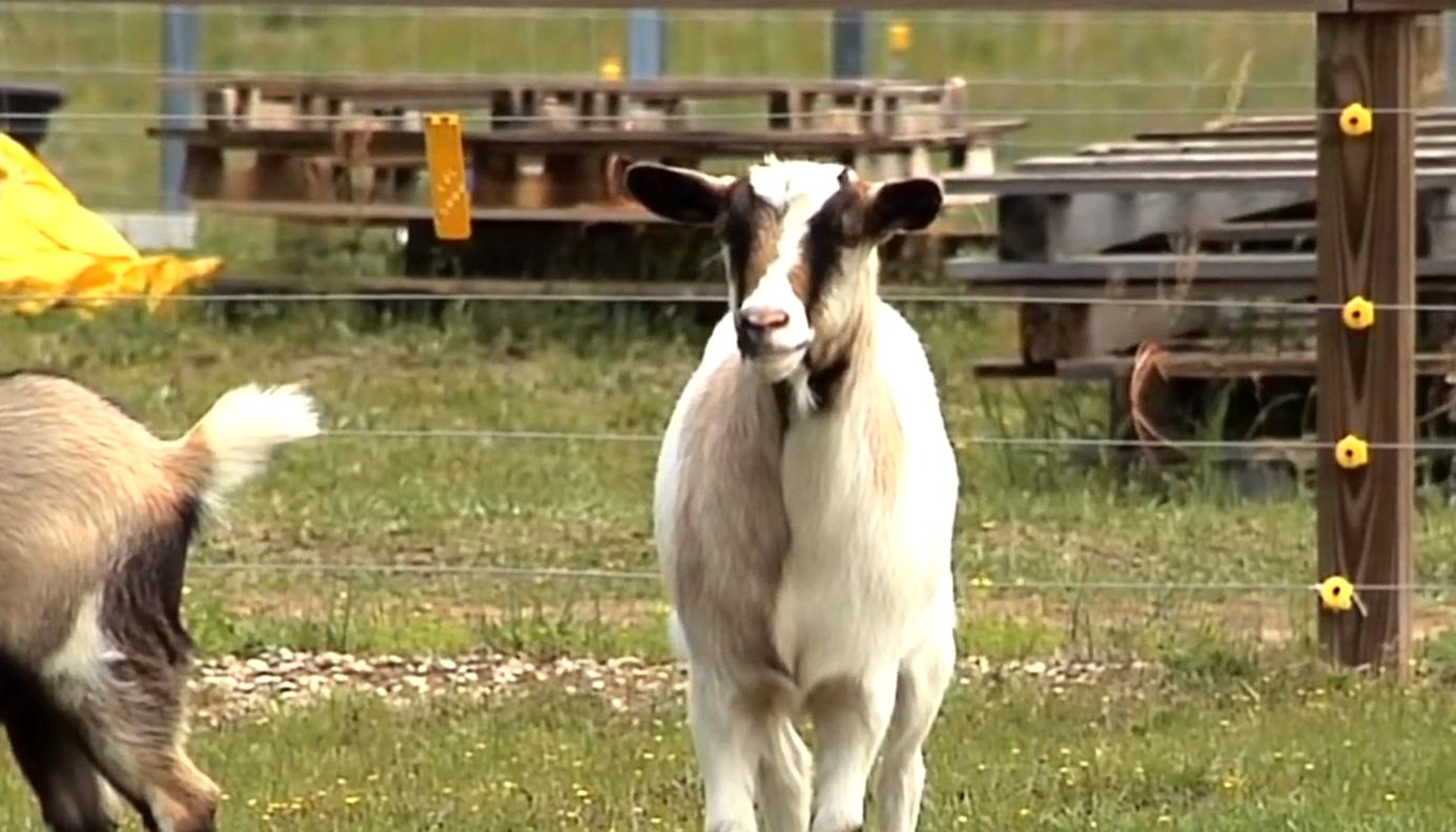 动物界十大碰瓷高手,动物界碰瓷高手视频