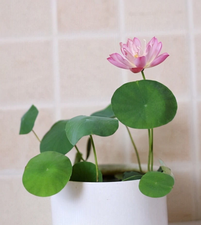 怎样把碗莲养成亭亭玉立的样子,想要把碗莲养开花应该怎么去培养