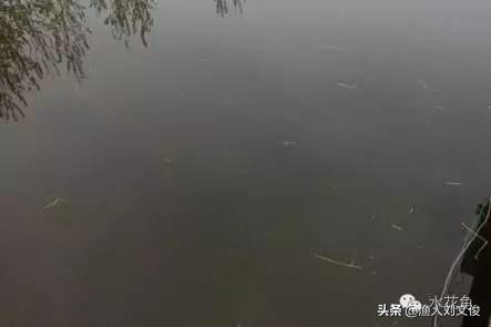 藻类图谱,水体藻类图谱和名称