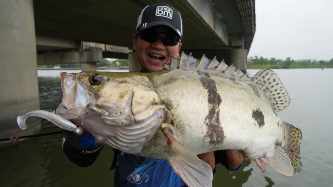 桥桩路亚鳜鱼后多久有鱼,铅头软饵钓鳜鱼手法