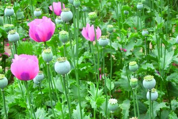 *粟罂**，你绝美的伤口