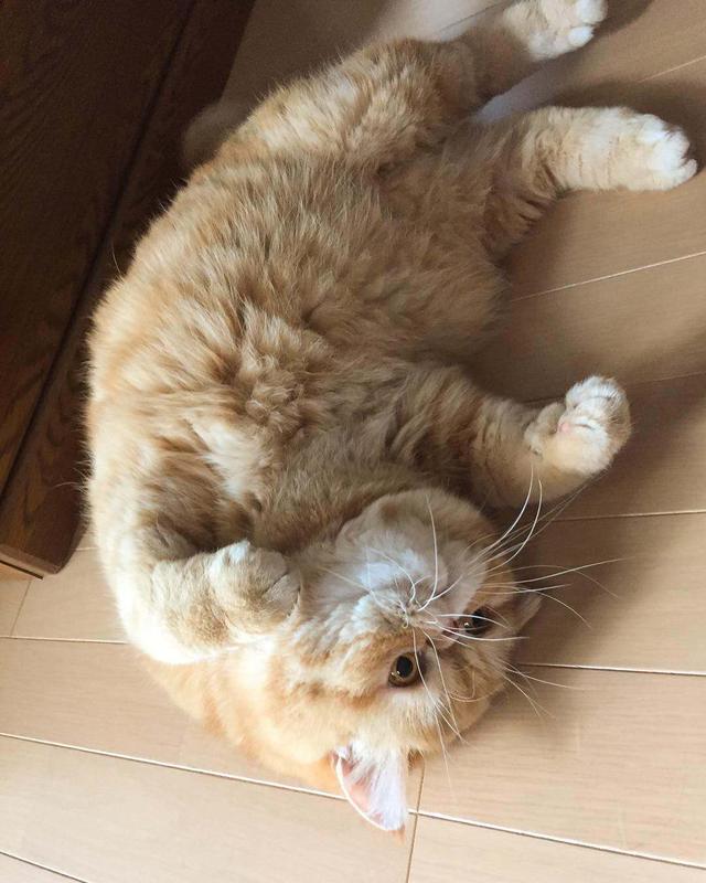 猫每天吃什么,猫一天需要吃几顿饭