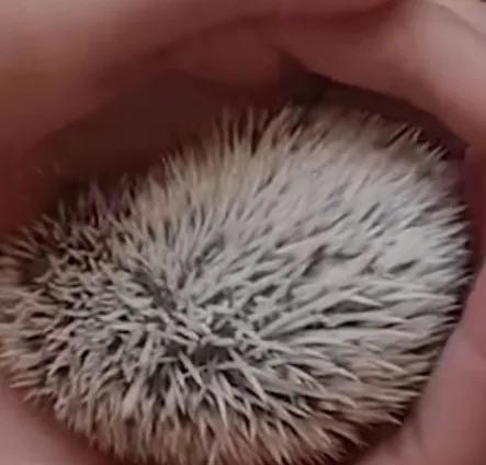 乡村那些年，我曾养过两只刺猬，却接连神秘消失……