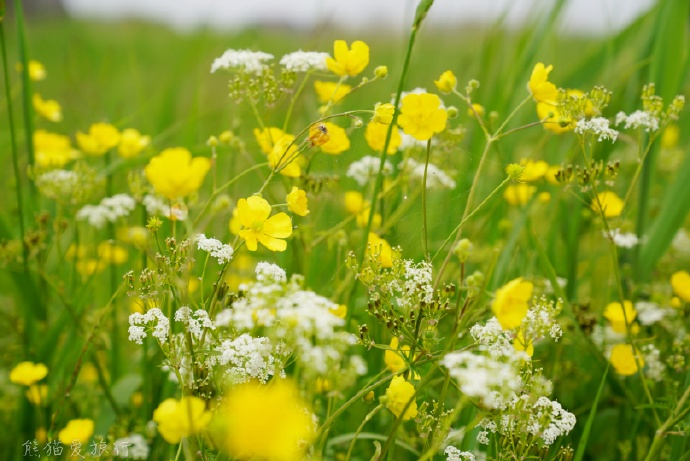 10日荷兰自由行攻略3，在自由包容的国度里浪漫放飞自我