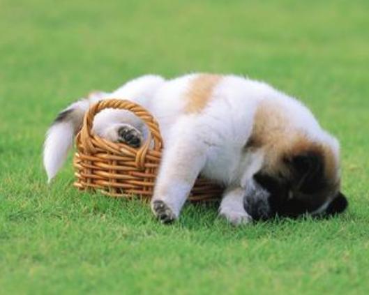 家里养的狗特别蠢怎么办,小土狗一直咬主人的手怎么解决