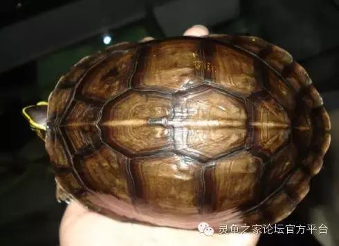 安布闭壳龟繁殖技术,安布闭壳龟要办证吗