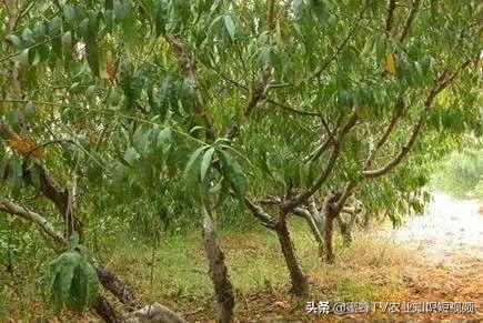 桃树流胶病症防治,桃树流胶病咋治