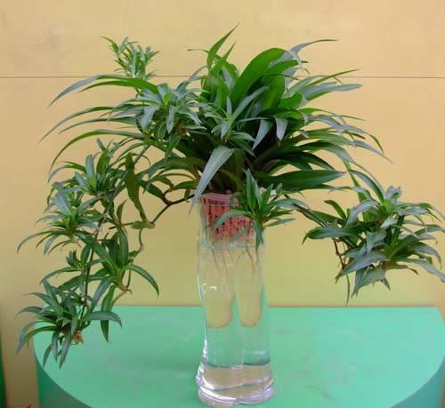 好养又好看的水培植物,百搭的水培花卉