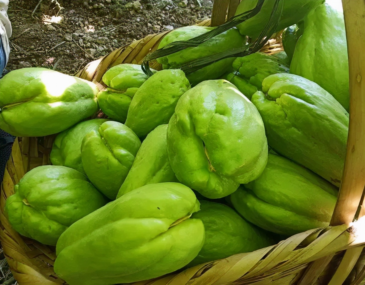 @吃瓜群众这款“佛系瓜”健脾开胃、祛风解热，甚至还能提高智力，全身都是宝！