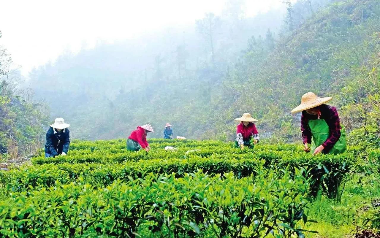 茶山旅游游记,访名山大川记美丽心情