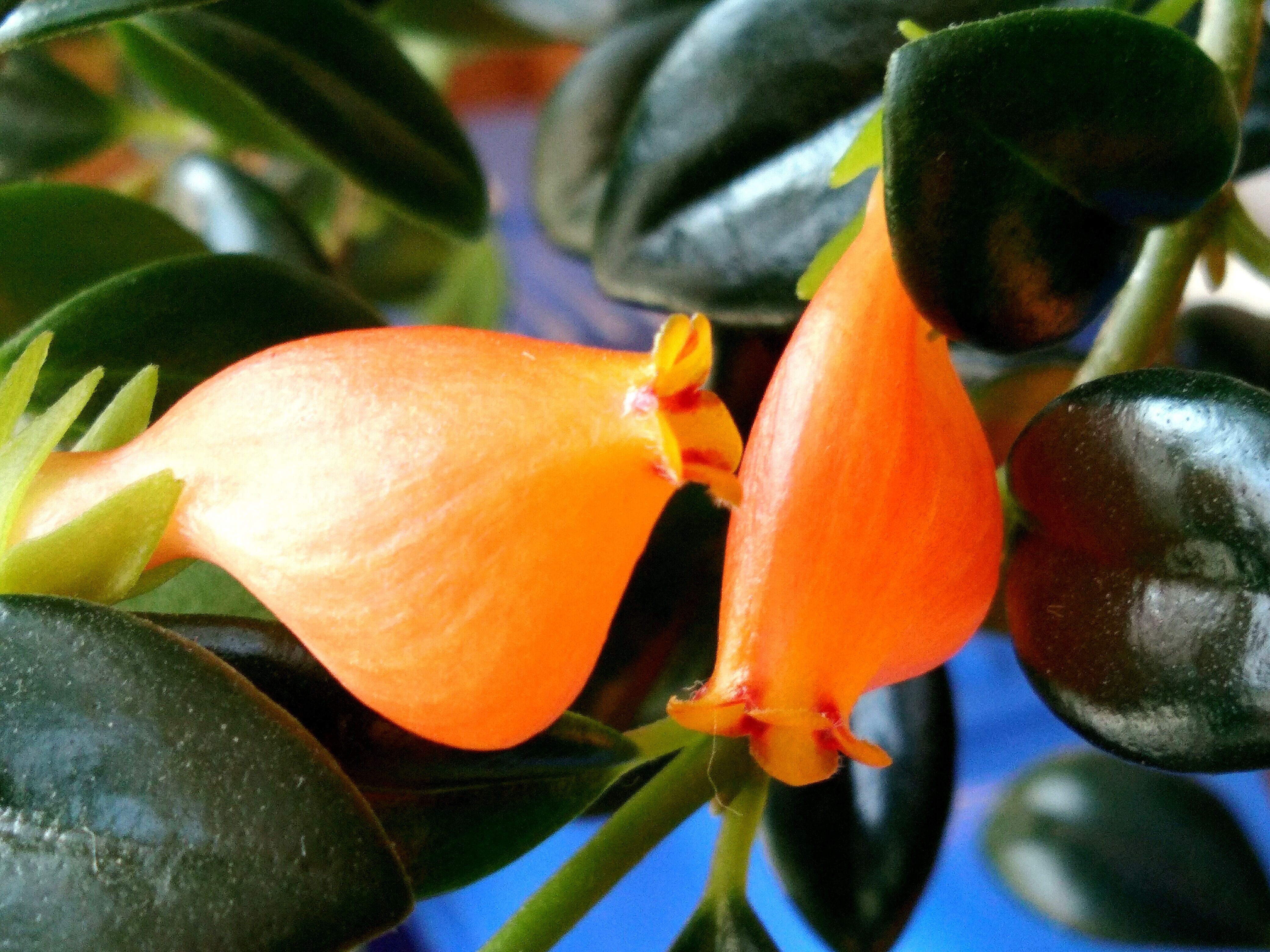 金鱼吊兰的生活习性和养殖方法,金鱼吊兰开花后像小金鱼一样漂亮