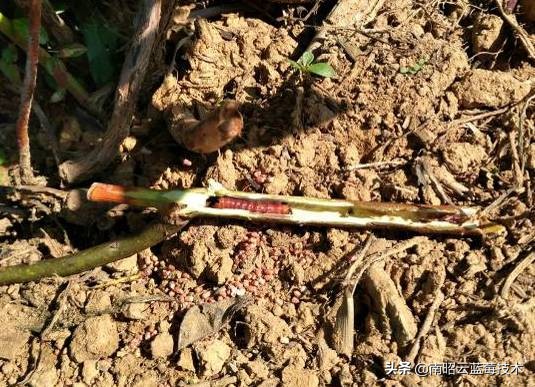 蓝莓常见虫害,蓝莓虫害及防治措施怎么写