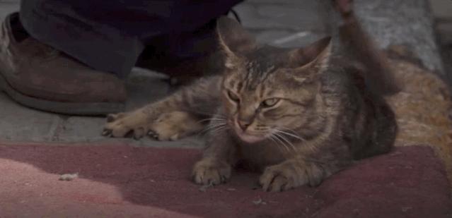 去土耳其当猫好吗,在土耳其做一只幸福的猫