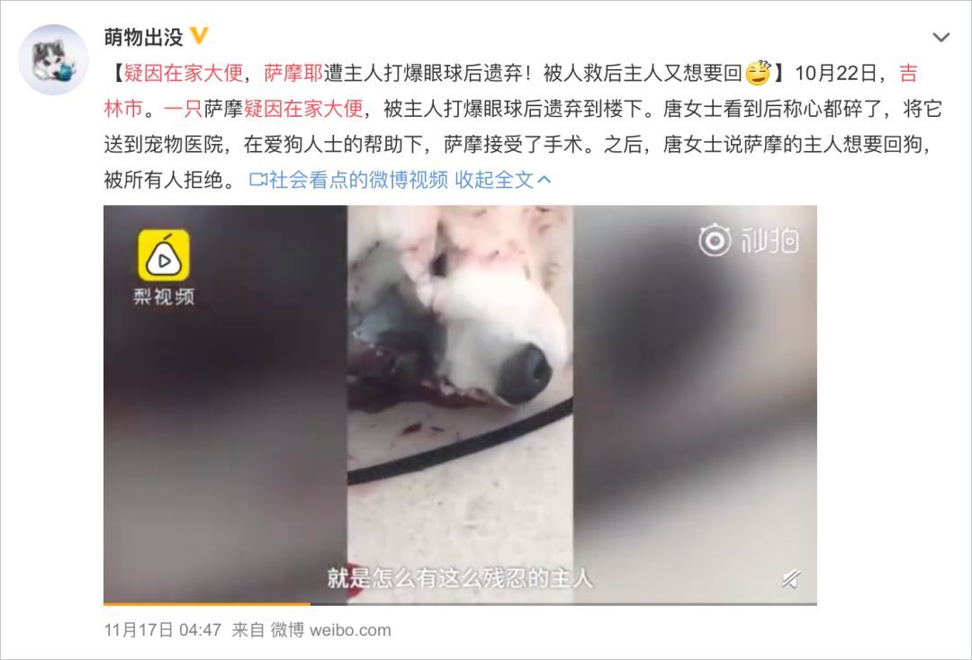 买了一只猫可是没养几天不想养了,买了一只猫不知道能不能长大