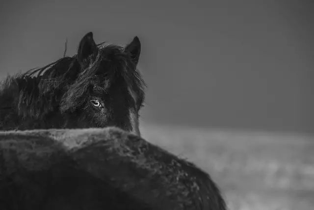 战功赫赫的马，驰骋草原的马，都是蒙古人的浪漫