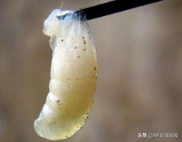 蜜蜂病虫害的防治技术,蜜蜂要怎么防治病虫害视频