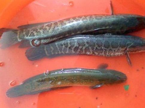 上海市曝光:猪肉、鸡肉都出事了,黑鱼才是“重头戏”