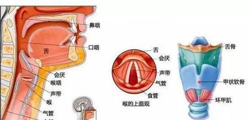 什么是霉菌性食道炎?得了霉菌性食道炎主要有哪些症状?