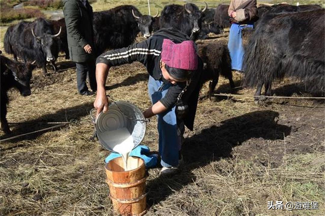 有高原特殊水质的辅助,藏族人每天吃肉和酥油,却很少有“三高”