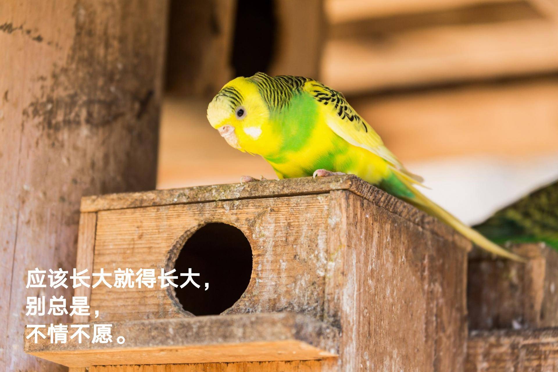 90后的我们突然不想长大了,90后为啥不愿意长大呢