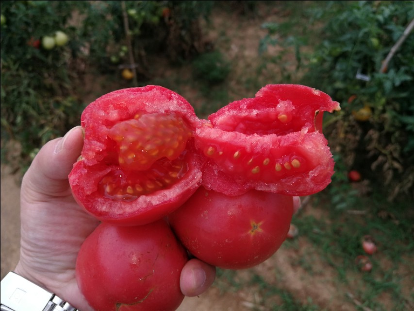 大可老师合集,大可老师讲座