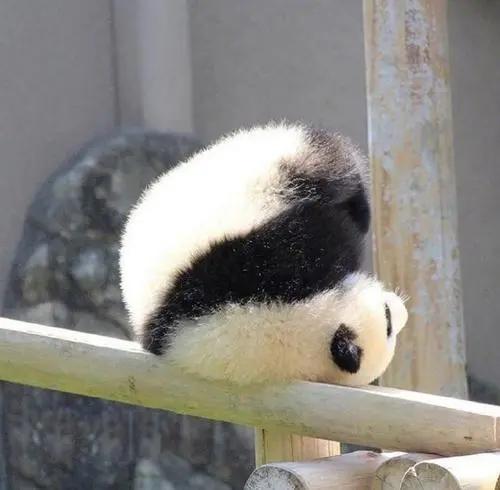 沈阳梦想王国游乐园,沈阳适合带孩子玩的游乐场