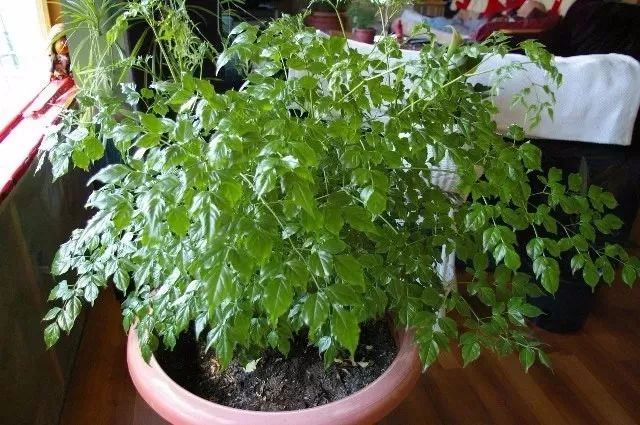 适合放在门口的寓意好的植物,植物寓意好的名字