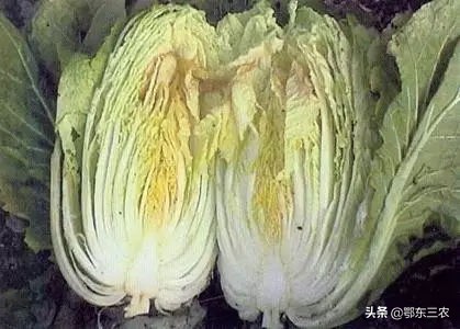 大白菜干烧是什么原因,白菜干烧芯是怎么回事