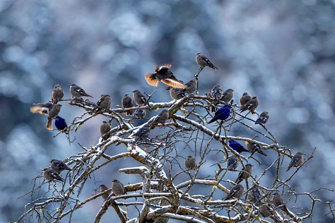 世界爱鸟日普及,观测鸟类迁徙迎接国际爱鸟日