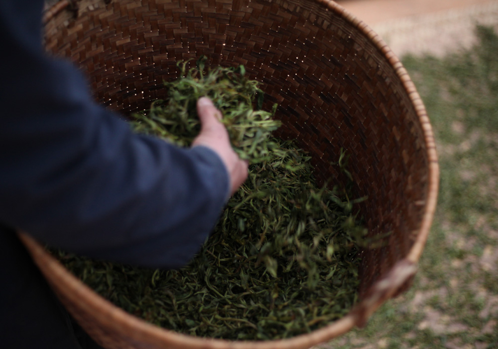 普洱茶高温杀青和低温杀青的区别,普洱茶低温杀青还是高温杀青