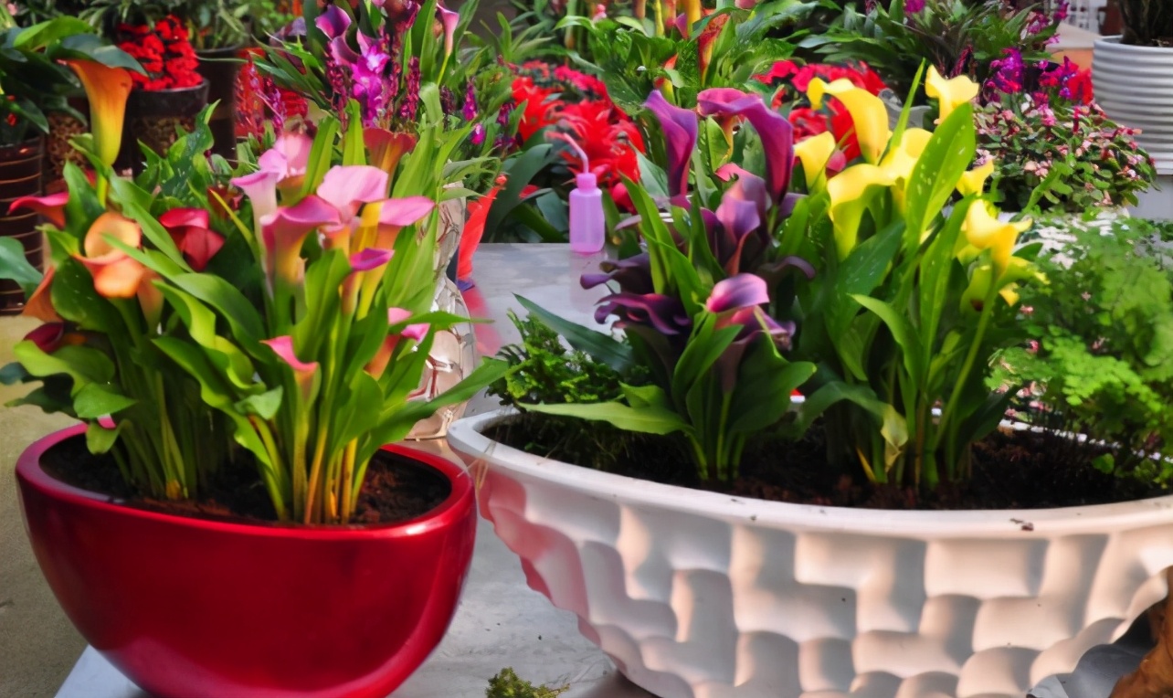 黄豆水浇花的功效与作用,豆渣肥水养花正确使用方法