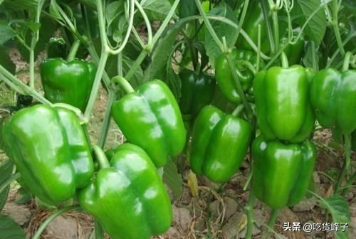 同样是青椒,激素和普通青椒有啥区别?卖菜大爷透露其中猫腻