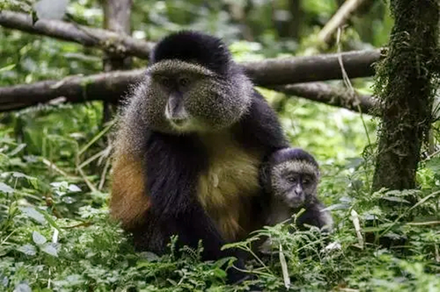 卢旺达：看不到脏乱差的非洲国家