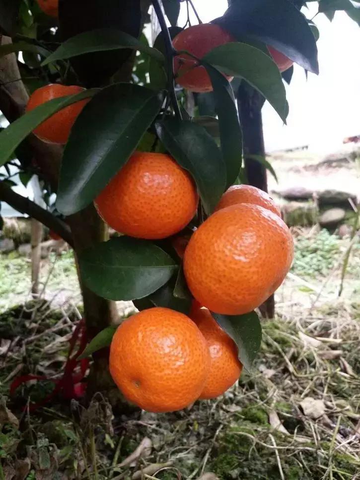 贡桔蜜橘沙糖桔,贡柑沙糖桔