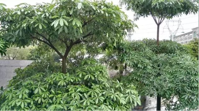 100种常见观叶植物图鉴史上最全,农村常见的100种植物