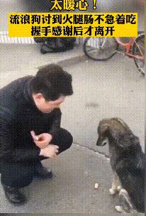 流浪小狗被收养在门口停住了,流浪小狗被好心人喂养5年