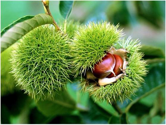 板栗桃蛀螟的防治,板栗如何防桃虫病