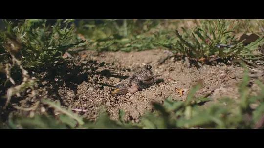 不用农药,让超1000种动植物生态平衡,这次美国人真的做到了