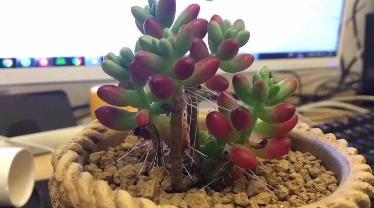 多肉长根不长芽怎么办,多肉杆上长胡须是怎么回事