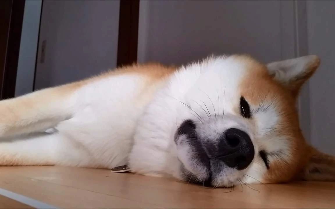 这才是真正的秋田犬,日本忠犬秋田犬