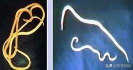 狗狗有虫子的症状表现,狗狗肚子里有虫子会有哪些表现