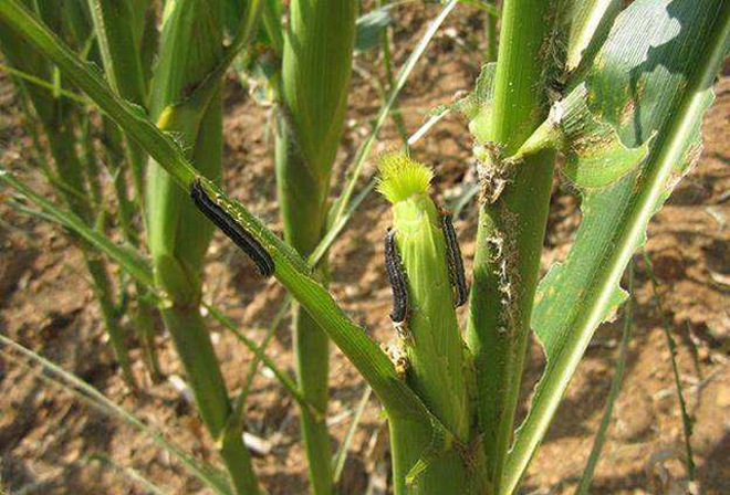 玉米被虫子吃掉了怎么补救,玉米被虫子咬后怎么管理