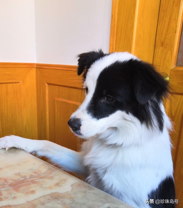 边牧大小便怎么解决,边牧室内大小便怎么解决