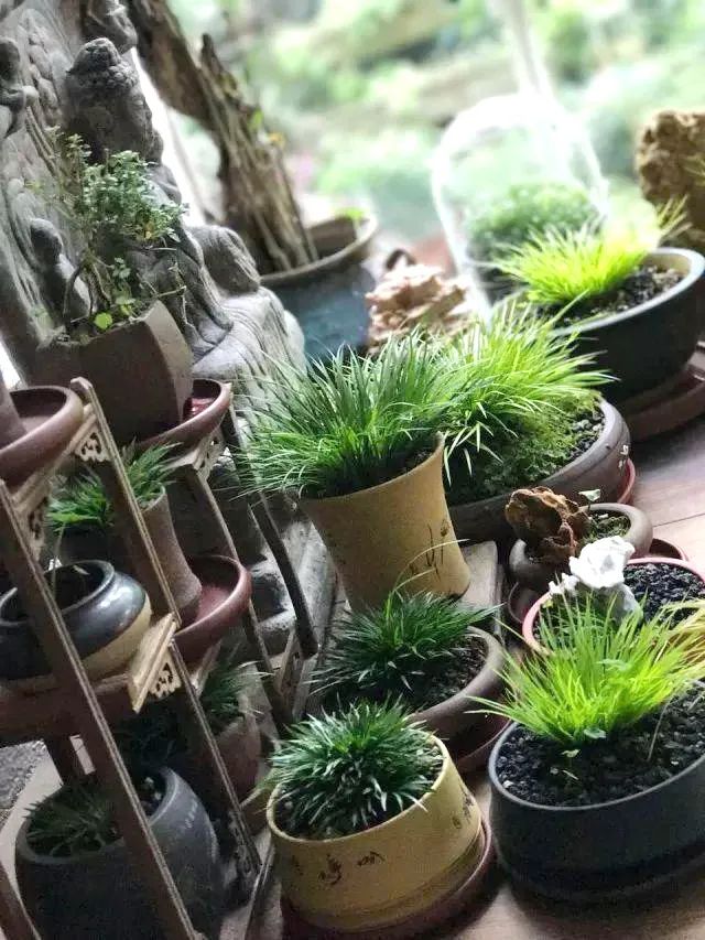 盆栽菖蒲欣赏,菖蒲盆景水培